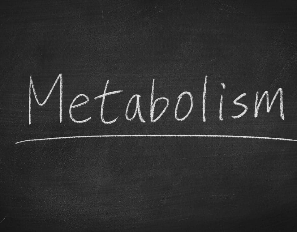 comprendre son metabolisme regime