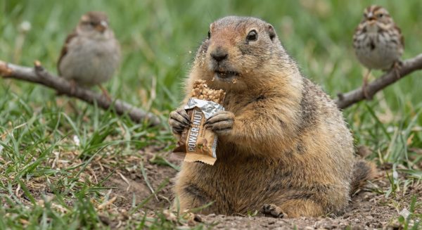 Marmotte – humour Motivation Minceur